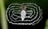 The more beautiful the spider web is, the more toxic it is.