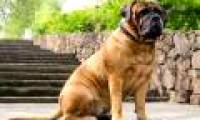 The most about dogs in the world