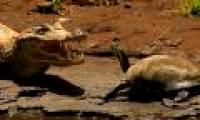 The most beautiful animal photos of the week: Turtle challenge crocodile