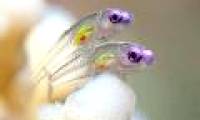 The most beautiful underwater animal photos in 2011