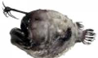 The most bizarre fish on the planet