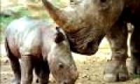 The most endangered rhinoceros