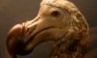 The most exotic birds in the world
