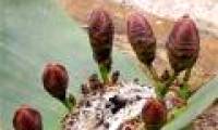 The most exotic plants in the world