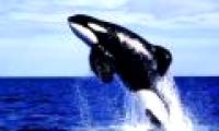 The most expensive animals in the world