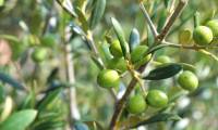 The most fatty, nutritious and aromatic fruit in the world: A 'precious medicine', helps prevent cancer extremely effectively