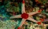 The most horrible 'Monster' in the ocean: Possession of thousands of eyes but no brain