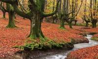 The most mysterious forests in the world