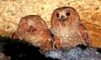 The most noisy animals on the planet