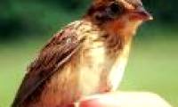 The most 'promiscuous' bird on the planet