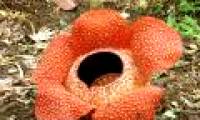 The most terrible flower in the world