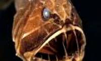 The most terrifying species of 'demons' in the world