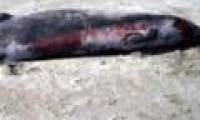 The mother of the world's rarest whale died of stranding
