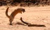 The mound enters the cave to hunt young, cobra is torn by mongoose