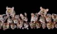 The mouse grows and invades an island in just 5 months