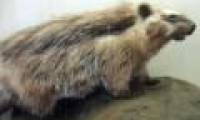The mouse impregnates poison on the back to kill the enemy