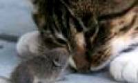 The mouse is not afraid of cats