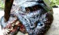 The mutant monster I had was like a piranha