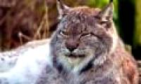 The mysterious beauty of the giant rare wild cat