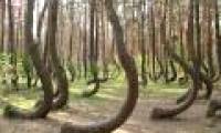 The mysterious 'curved forest' in Poland