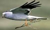 The mysterious disappearance of rare birds