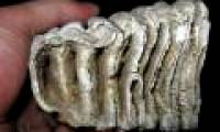 The mysterious fossil of strange strange animal teeth in Quang Nam