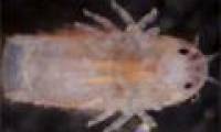The mysterious 'monsters' deep sea
