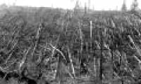 The mysterious Tunguska event for more than a century