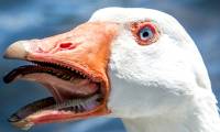 The Mystery Behind Geese's Aggression and Why Snakes Stay Away