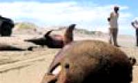 The mystery cannot decipher the massively deadly beach