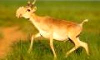 The mystery caused 85,000 Saiga antelope deaths