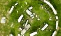 The mystery of ancient stone beach Stonehenge was decoded