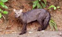 The mystery of the 'Amazon dog ghost' is first solved