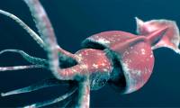 The mystery of the Antarctic giant squid