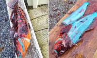 The Mystery of the Blue Fish in Alaska