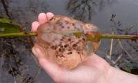 The mystery of the mucus rain brought the disease that sent the whole town to the hospital