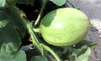 The mystery of the origin of the watermelon may have been solved.
