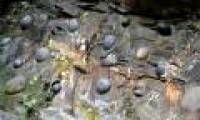 The mystery of the rocks knows 'childbirth' in Portugal