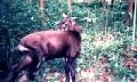 The mystery of the saola species