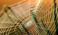 The mystery of the strength of spider silk has been discovered