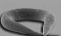 The nematode genome provides an understanding of the evolution of parasites