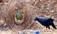 The nest nest knows how to plant fruit trees to make a nest