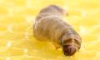 The new discovery: Caterpillars and their gut bacteria easily digest the most persistent plastic