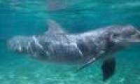 The new finding helps explain why mammals have better hearing