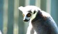 The new hypothesis explains why male and female lemurs are about the same size