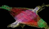 The new microscope opens up the molecular mysteries of cells