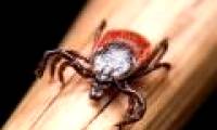 The new mysterious virus is spreading everywhere in China