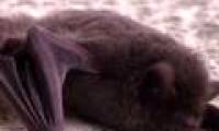The new strain of SARS is related to bats