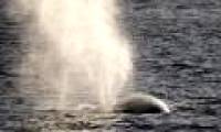 The noise of the boat makes whales 'headache'
