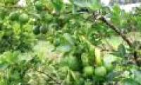 The non-seedy fruits harvest the
